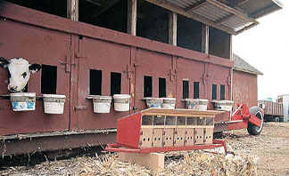 calf condo