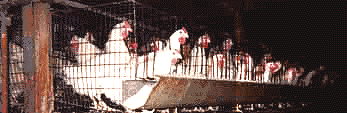 hens in cruel battery cage