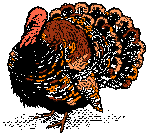 image of a living and proud tom turkey