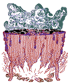caldron