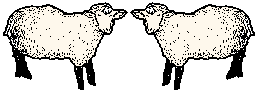 2 sheep