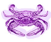 crab